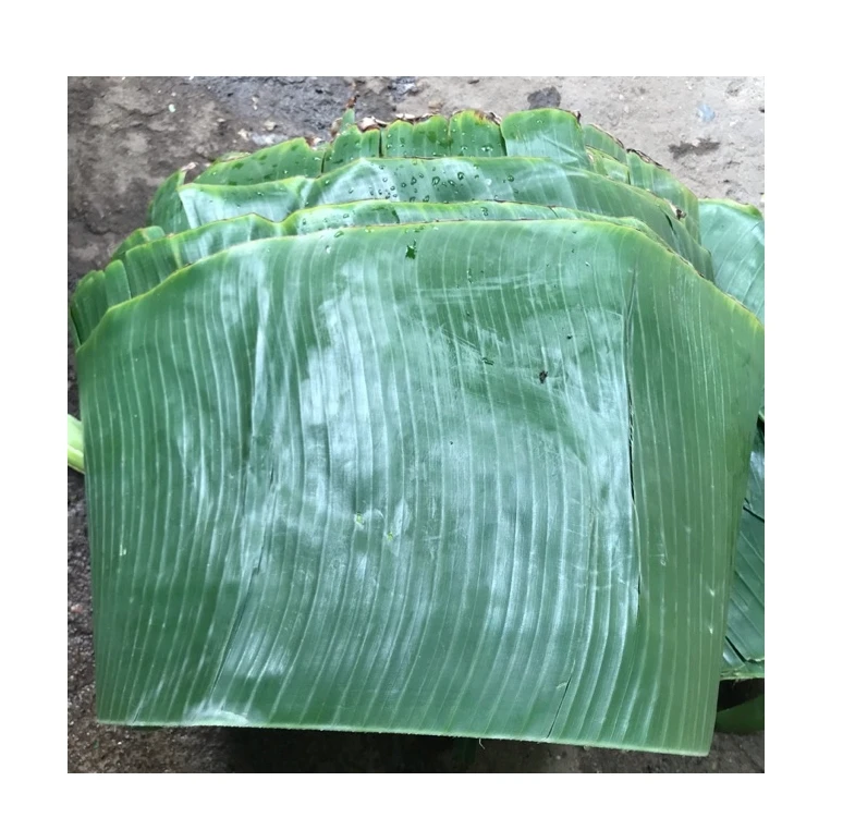 Best Price Green Natural Banana Leaf from Viet Nam