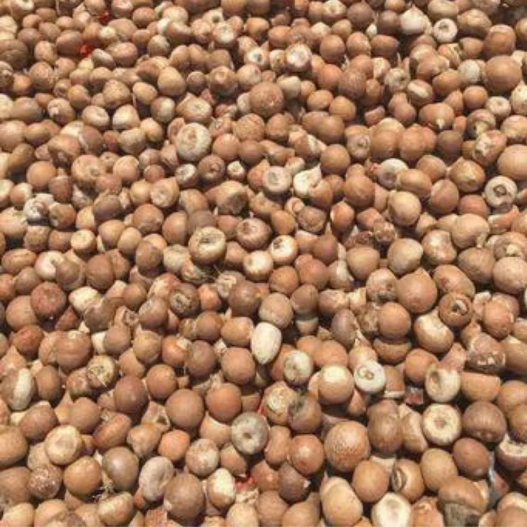 Betel Nut High Quality Origin Indonesia