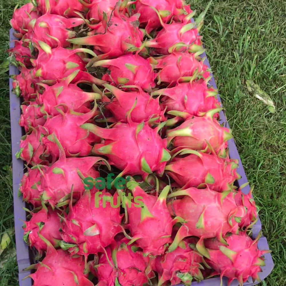 Guaranteed Fresh and high quality Dragon fruit with all Red and White Flesh / Careful Packaging from VietNam