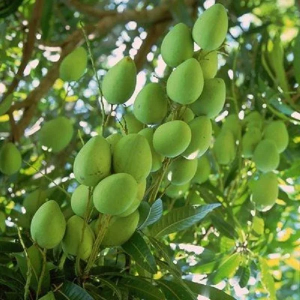 The Best Selling High Quality Fresh Sweet Cat Chu 12 Degree Up Mango Chunk From Vietnam 2021