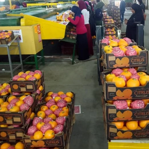 Fresh orange fruit price
