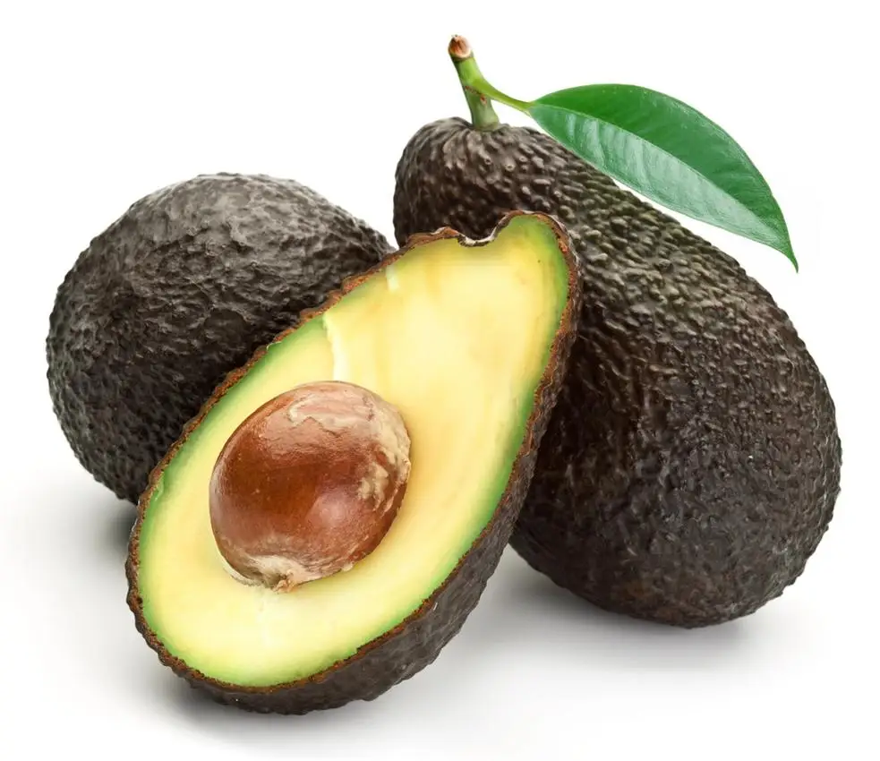 
Fresh Hass Avocado from South Africa for sale 