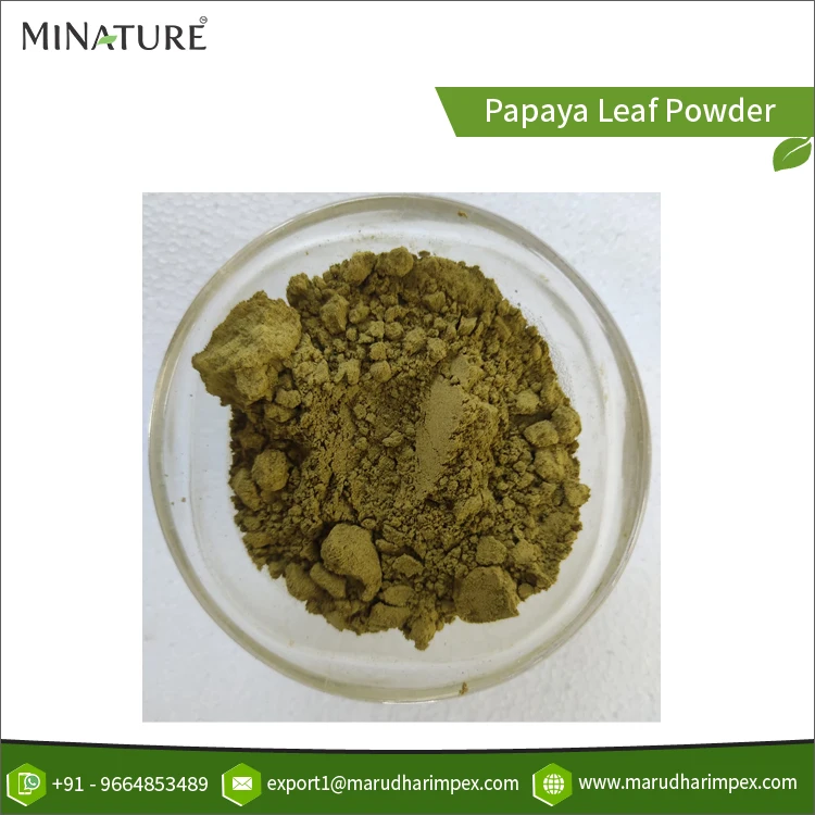 Direct Factory Supply 100% Quality Commitment Papaya Leaf Extract Herbal Powder at Reliable Market Price