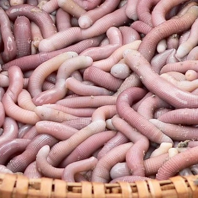 Редкая пища из Вьетнама сушеные черви Sipunculus Nudus/сушеные арахиса ...