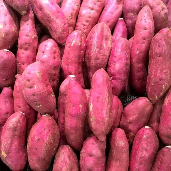 Картонные коробки общего типа культивирования 100% натуральный 170-450 кг сладкий картофель фиолетовый телесный Вьетнам с экспортным качеством