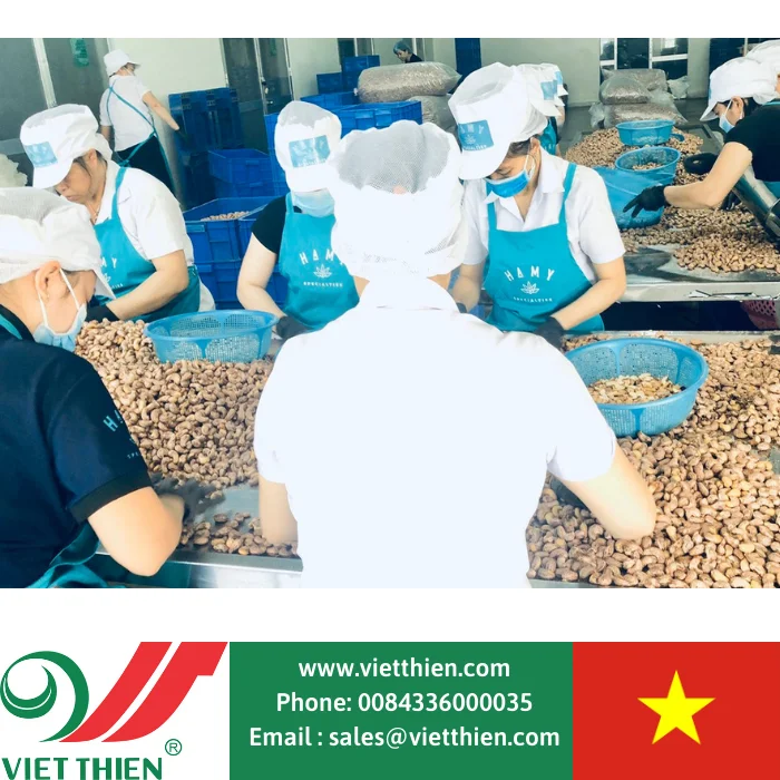 Вьетнамские орехи кешью W240 для экспорта вырастают и обрабатываются в закрытом процессе, отвечающем стандартам безопасности
