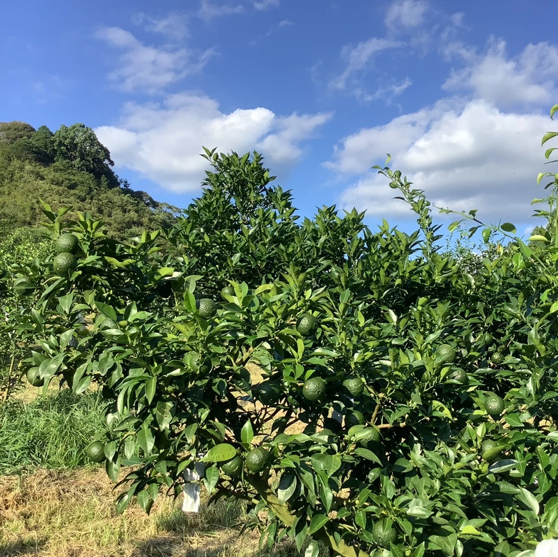 Замороженная зеленая кожура YUZU