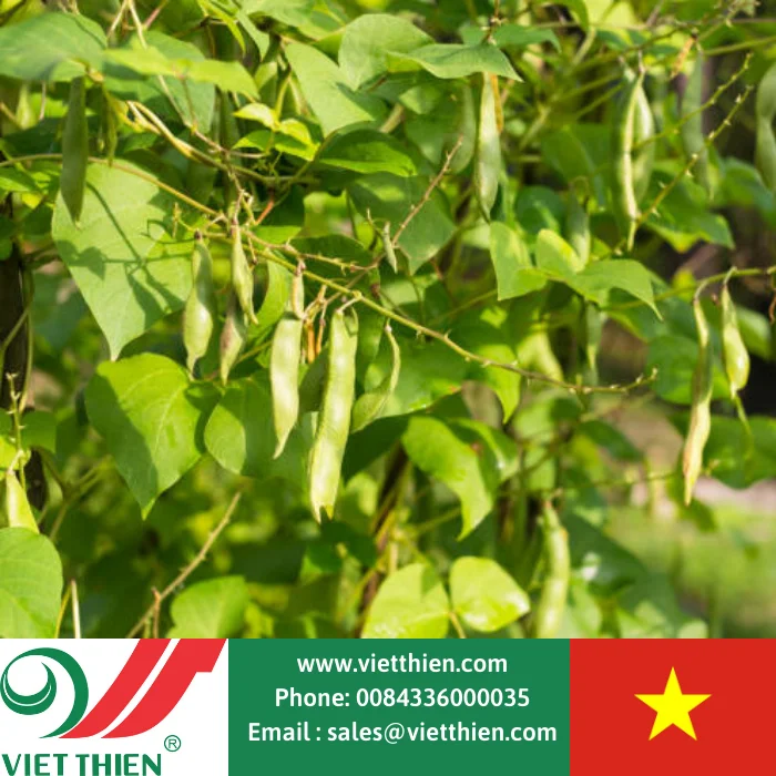 Vietnamese red beans high quality large production capacity specializes in exporting large quantities at wholesale prices