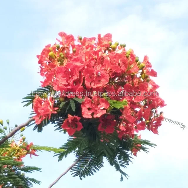 
Best selling Tropical 2 -3 meter Outdoor Landscaping Royal PoincianaTree 