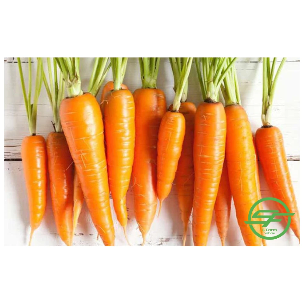 Профессиональная фабрика оптовая продажа свежая вьетнамская морковка высокого качества