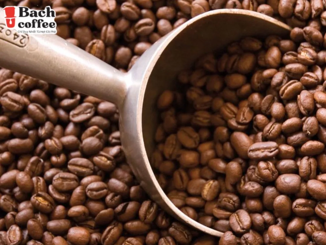 High Altitude Specialty Whole Bean Coffee Medium/Dark Roast - Low Acid Single Sourced Gourmet Beans Best
