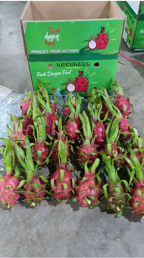 Свежий белый дракон фрукт экспорт на индийский рынок/+ 84 901445086