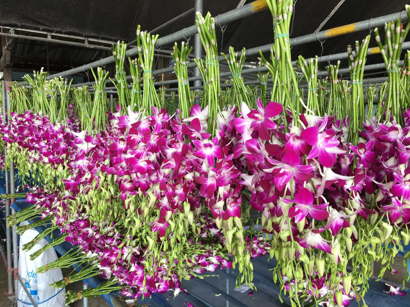 
White Dendrobium Orchid 