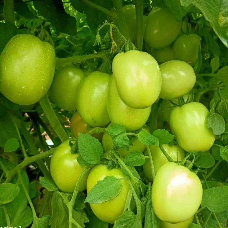  Гибридные семена томатов 3030 для посева квадратного круглого пакета 10 г Африки