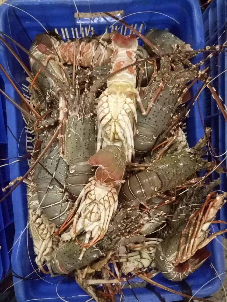 Lobster Whole Chilled Best Quality Master Seafood Product Country of Origin Bangladesh 100gm to 1000gm  Packing 10 KG per MC