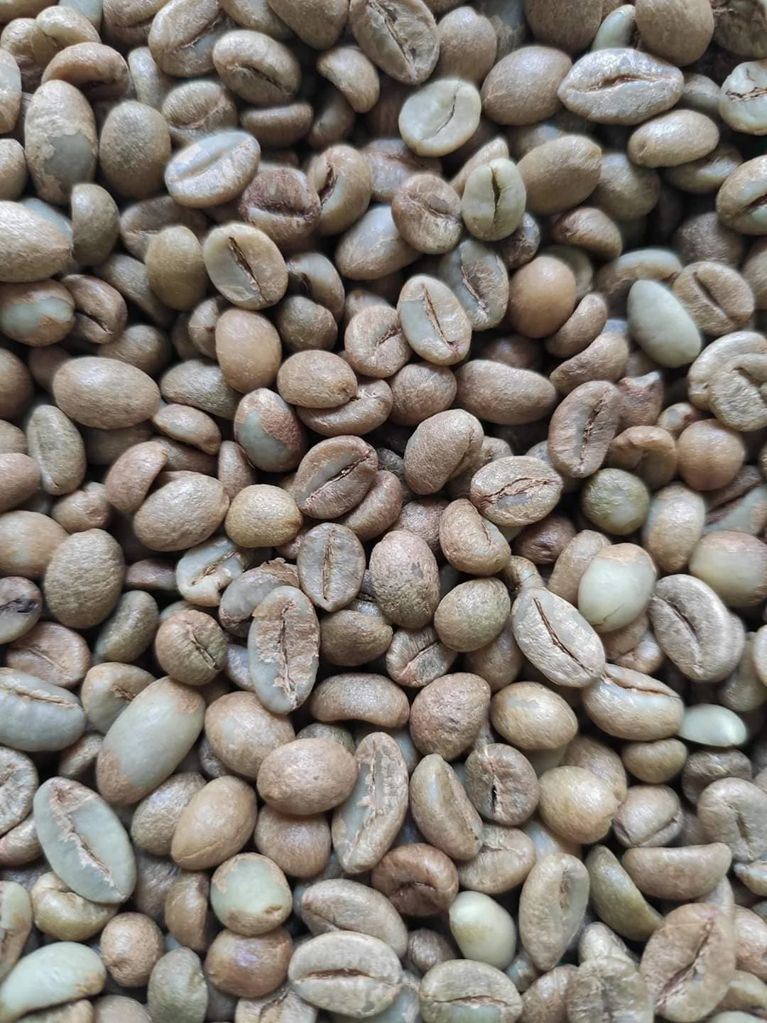 Зеленые кофейные зерна Robusta с высококачественным кофе из Вьетнама для экспортного рынка