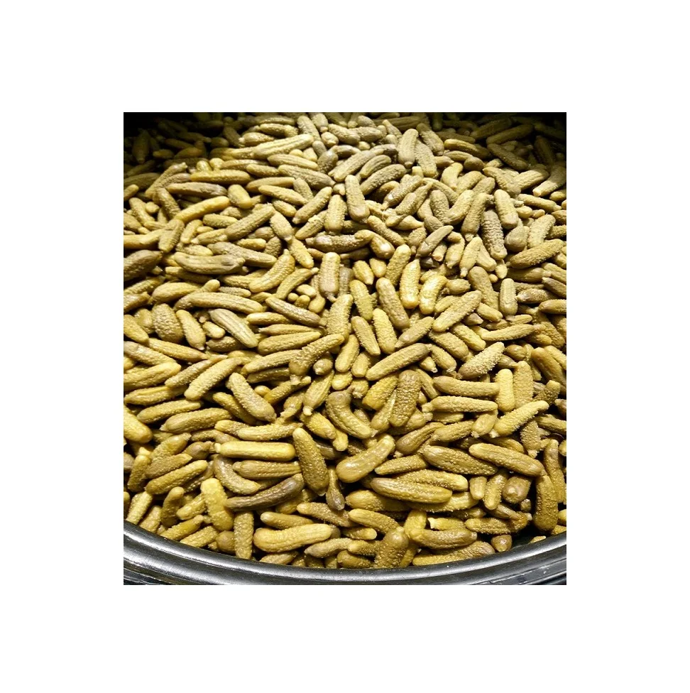 PICKLED GHERKIN IN BRINE/ IN ACID AXETIC  DRUM 180 KGS // MR. ShinCA  (+84) 378398089