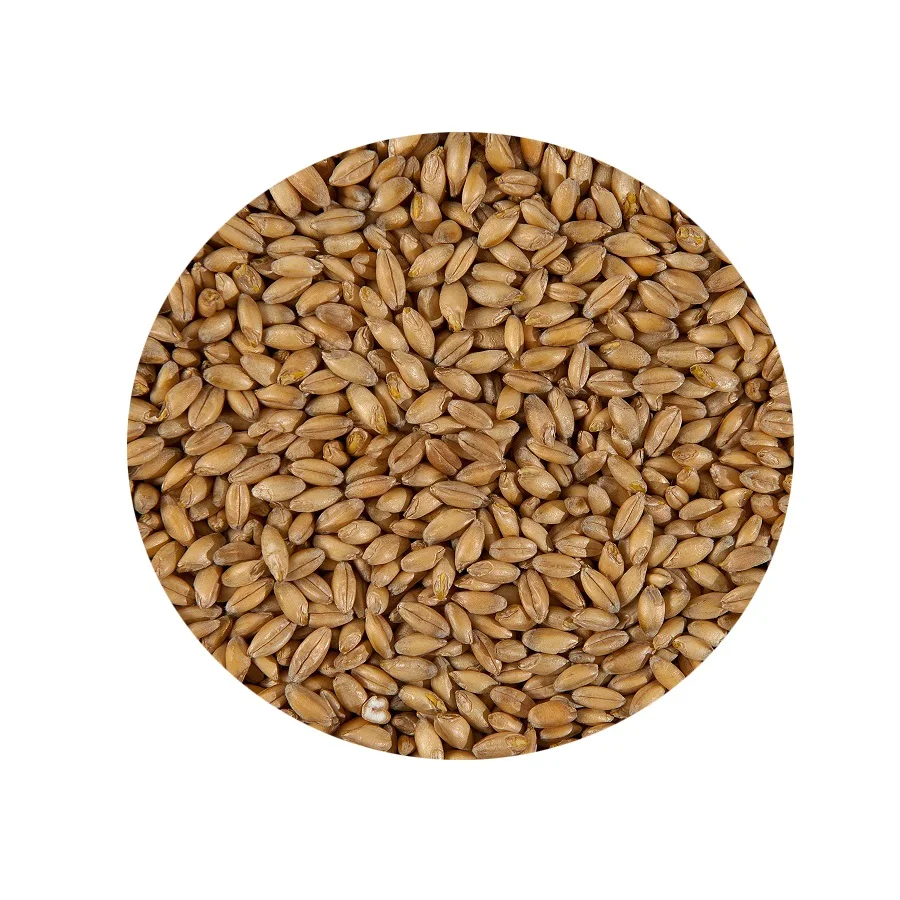 
Оптовая продажа, обычное зерно пшеницы без ГМО Emmer Hulled 