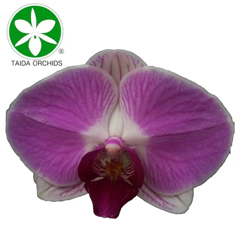 
phalaenopsis orchidee flower for wholesale buyers 