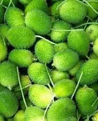 Wholesale Price Fresh Green kantola vegetable ( kakrol )Best Quality Spiny gourd vegetable Fresh Vegetables Exporter from India.