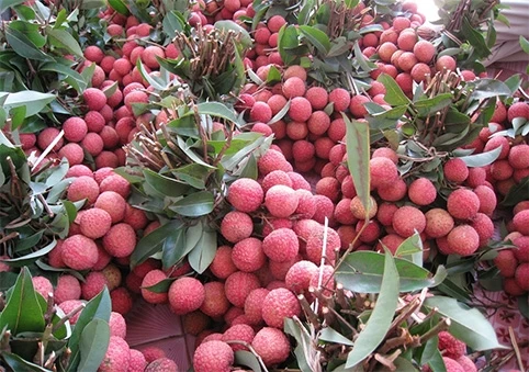 Organic Best Quality Super Sweet Flavor Fresh Lychee 100% Maturity Big Size From Vietnam Farm