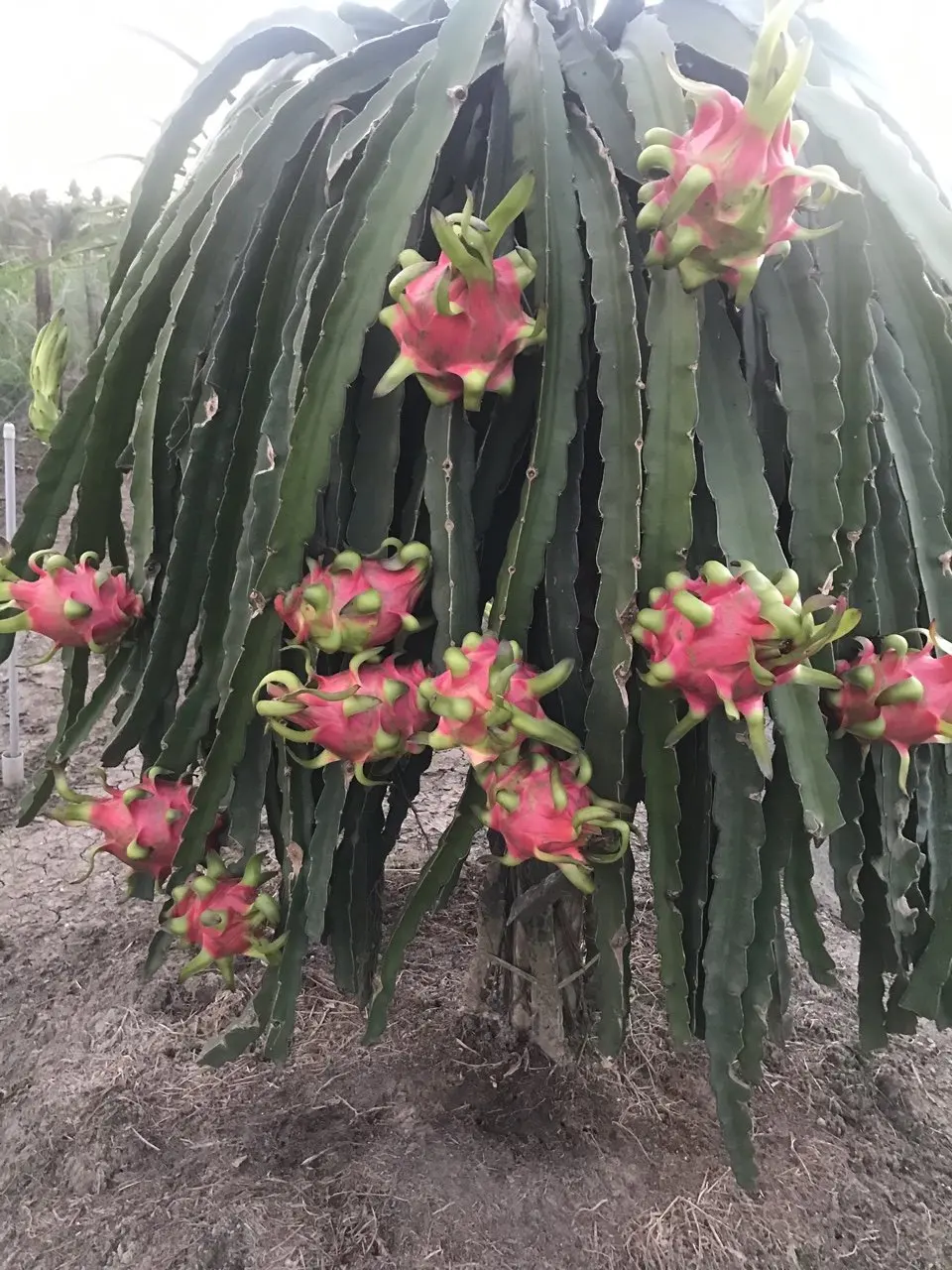 Fresh Red Dragon Fruit Best Brand Quality Wholesaler Supplier From Vietnam Sweet Juicy Good Price Low MOQ