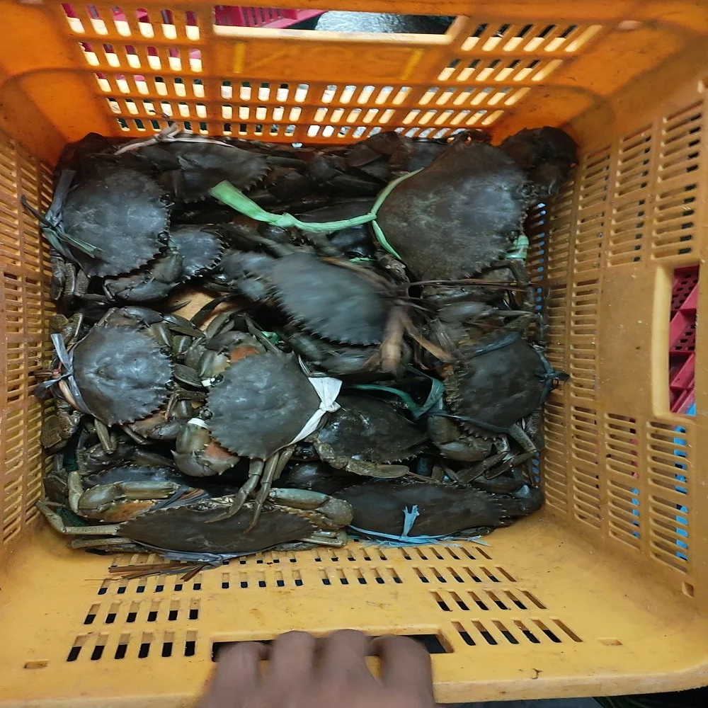 Морепродукты живой Краб/живой грязевой синий краб покупатель и ферма