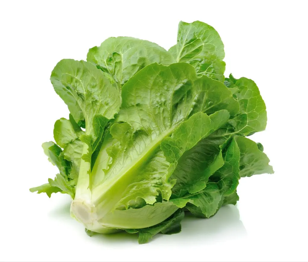 Fresh lettuce