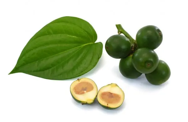 Оптовая продажа орех Areca/молодой Betel/сушеные кусочки betel nut