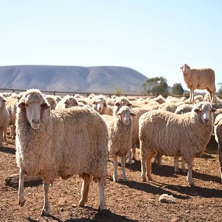 Merino sheep