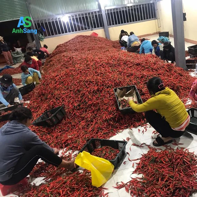 
Vietnamese Fresh Chili Is Guaranteed To Be Super Spicy 