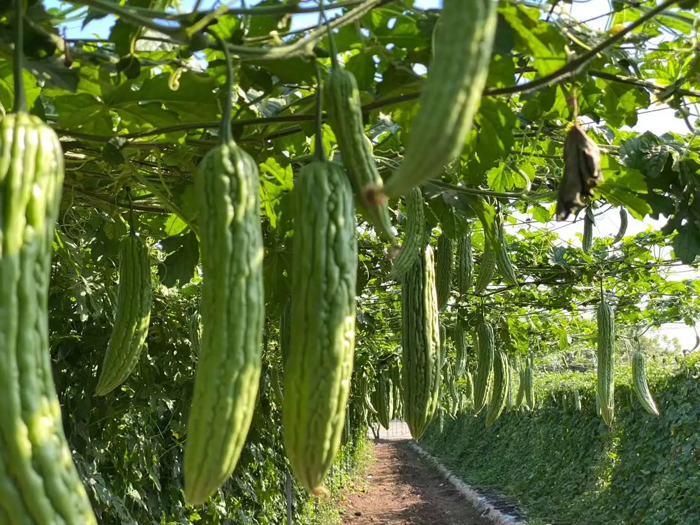 Big size transparency film perfect toughness vegetables plastic film for greenhouse