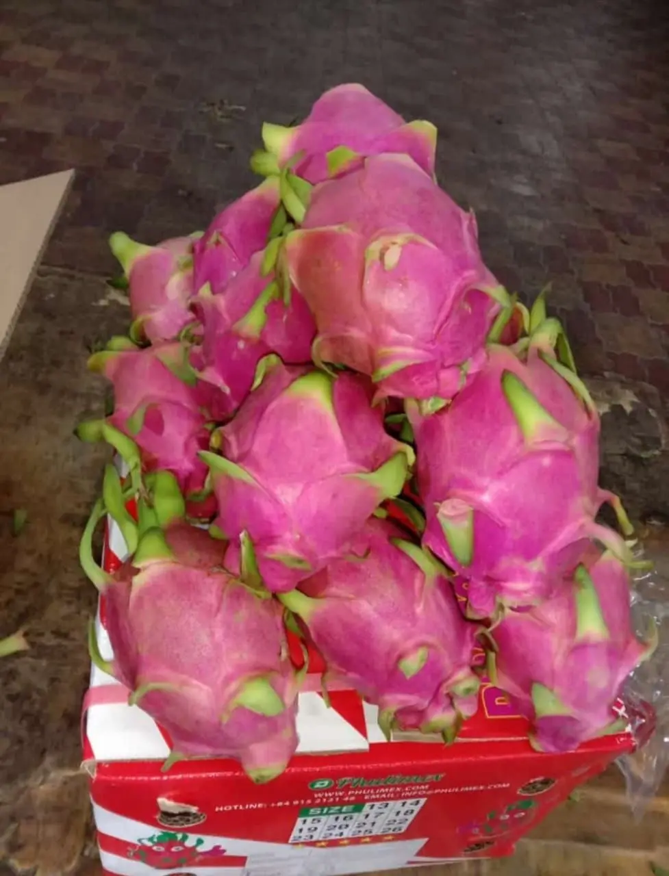 Fresh Dragon Fruit from high Quality and competitive price for export 2021 +84 348130861