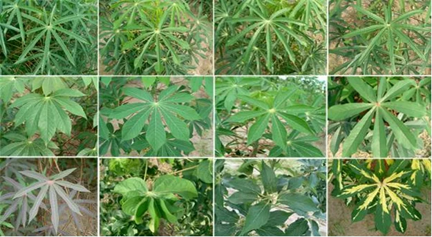 Natural Cassava Farm With Best Price In Vietnam - Ms. Elaine +83 375 431 541