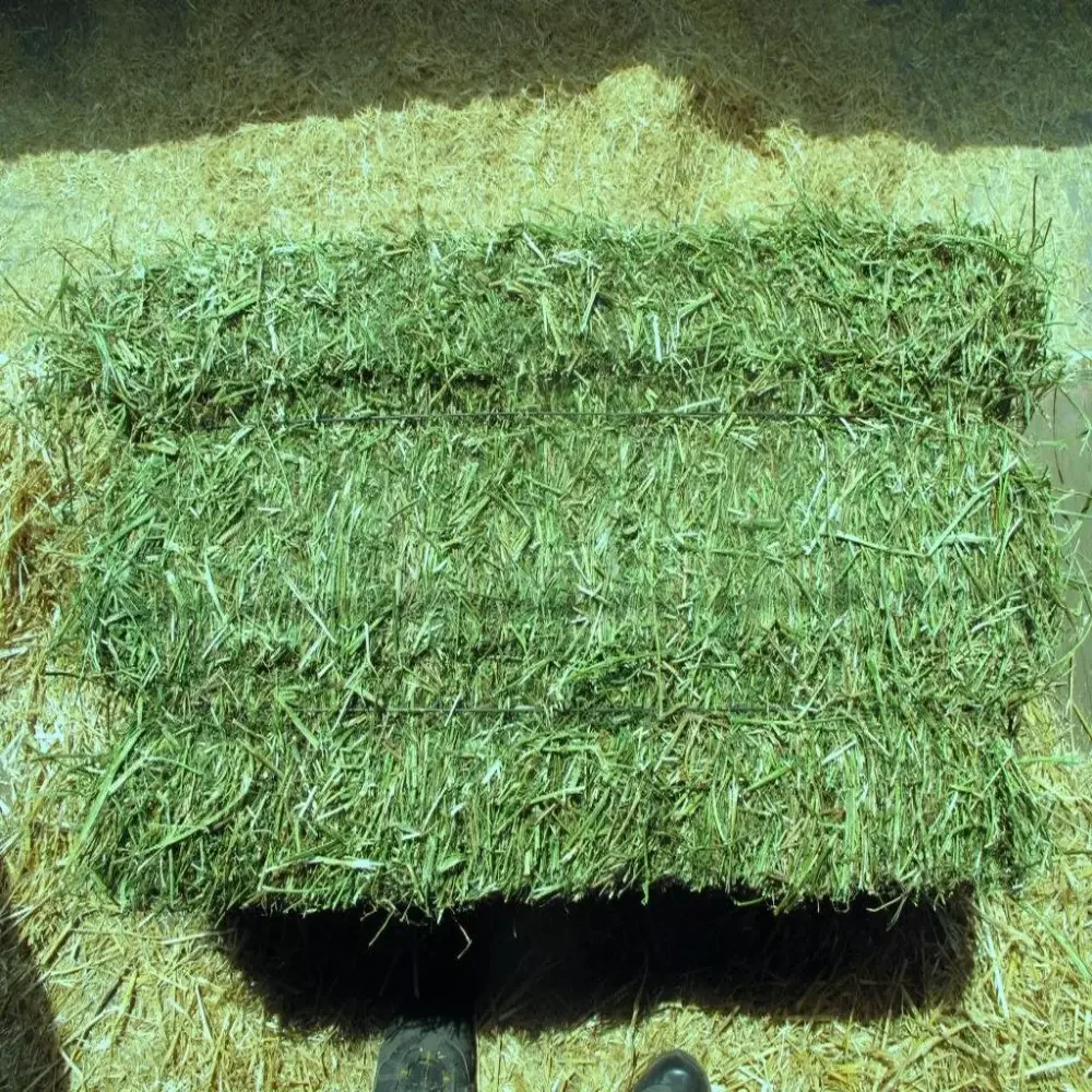 Quality Alfalfa Hay For Sale