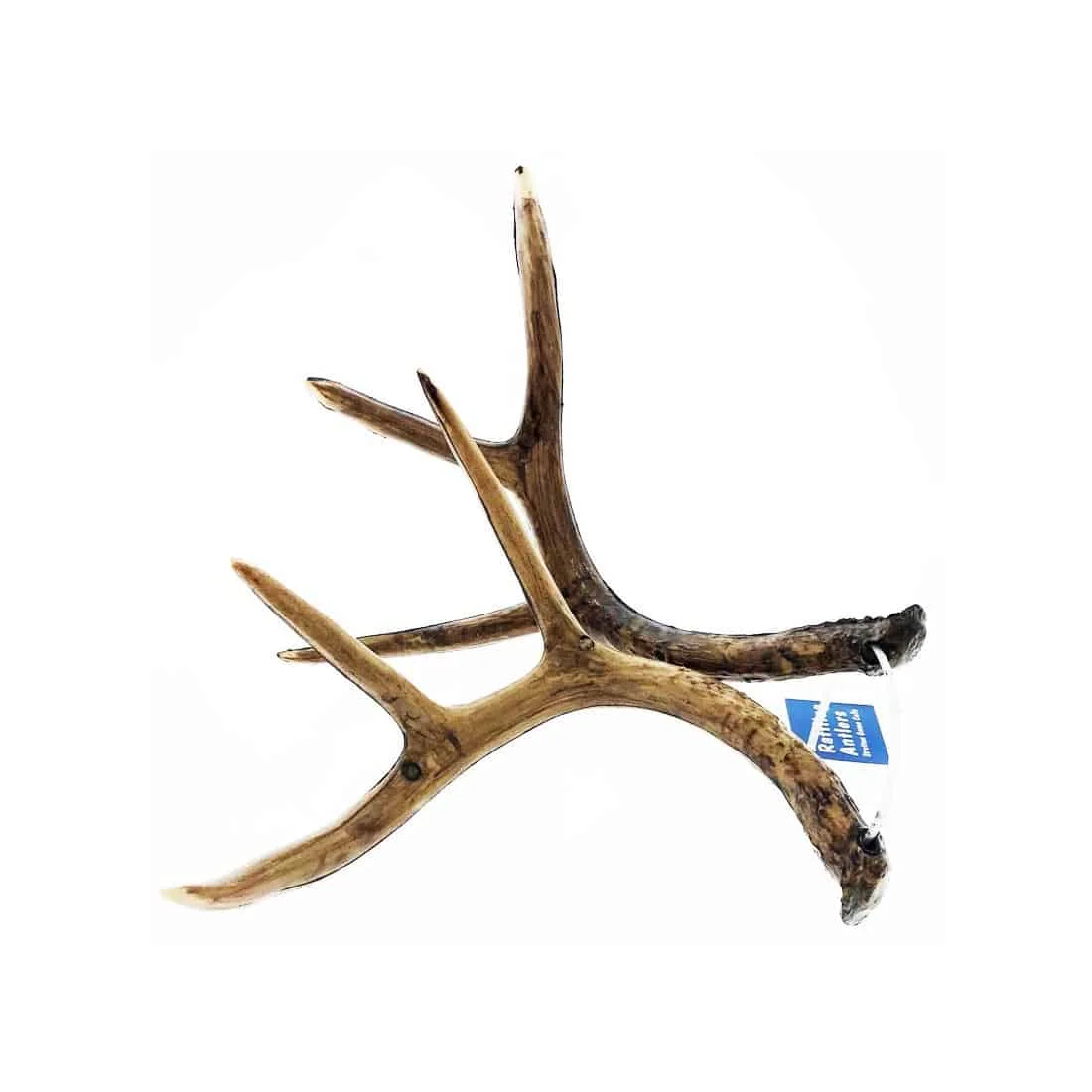 Red Deer Antlers For Sale - Premium Quality Red Deer Antlers