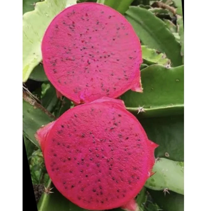 EWC High Quality Red Meat And Round Ball Maturity 100% Fresh Dragon Fruit Red Meat