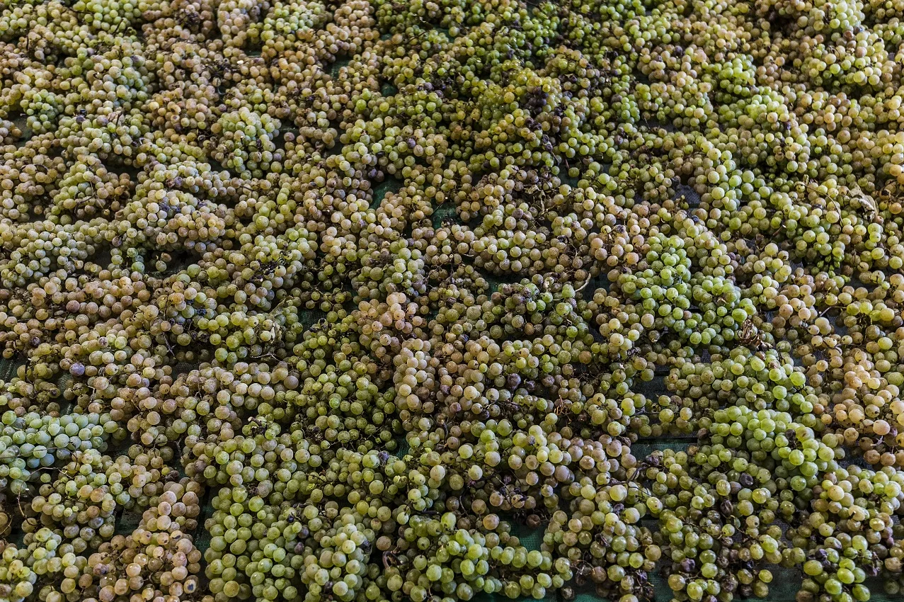 White wine supertuscan igt Chardoannay  2016