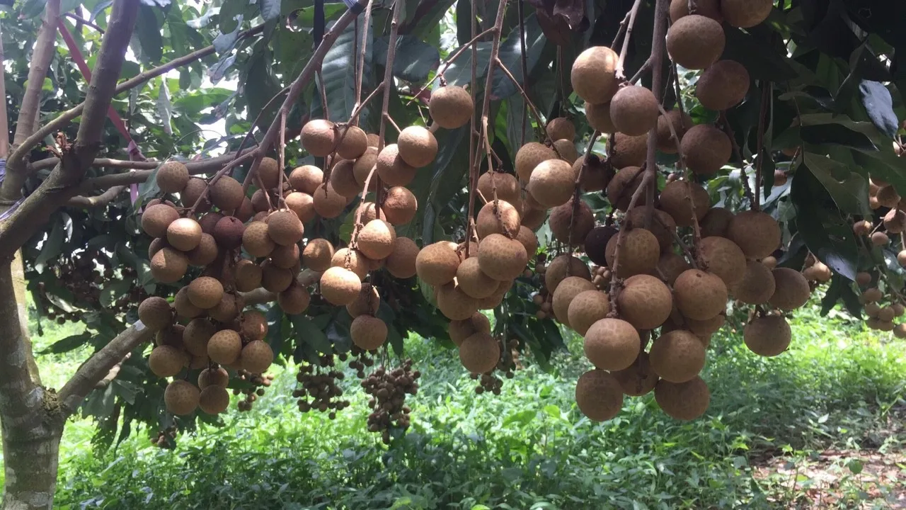 Best Price New Crop Organic Natural Fruit Ripe Maturity Fresh Brittle Meat Dimocarpus Longan From Vietnam Manufacturer