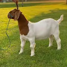 Козы из Франции овцы крупного рогатого скота