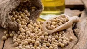 High Premium Quality Soya Beans Complete Substitute For Vegans And Vegetarians Natural Source Of Protein wholesale Direct Export