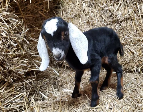 Nigerian Dwarf, Nubian,Goats,cow,camel,sheep,goat,ox,bull