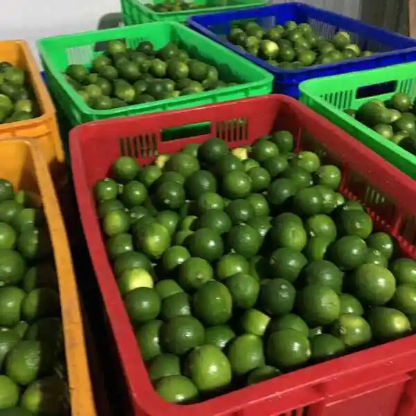 Свежий лайм/лимон без семян Вьетнам высокое качество лучшее предложение для экспорта свежий готов к отправке ЕС Азиатский рынок