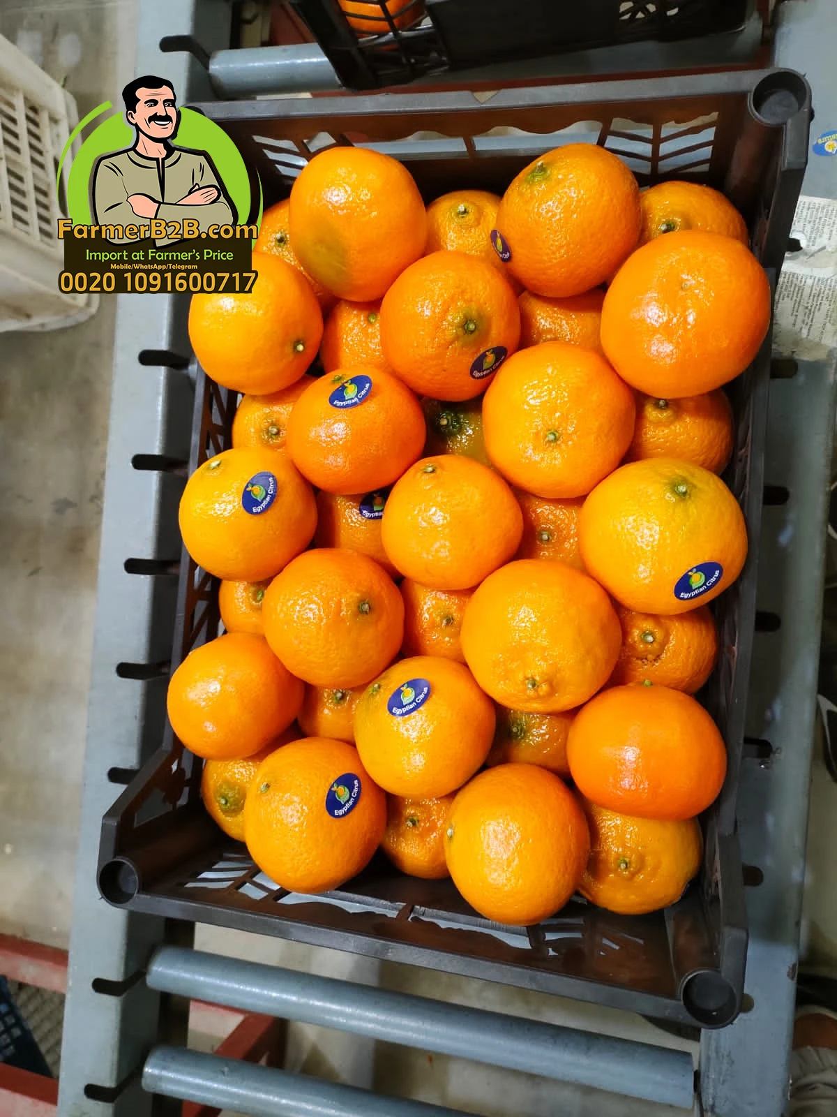Top Quality Egyptian mandarin oranges (special price) for whole sale