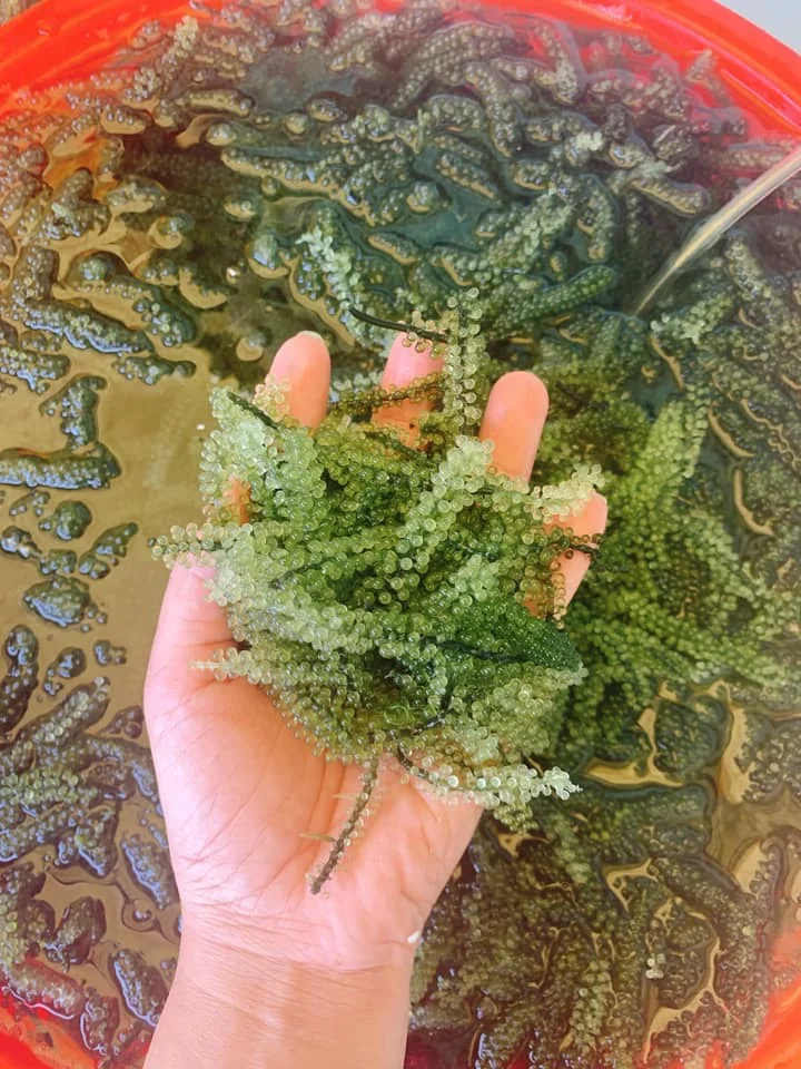 
SEAGRAPE in seaweed from VIETNAM 