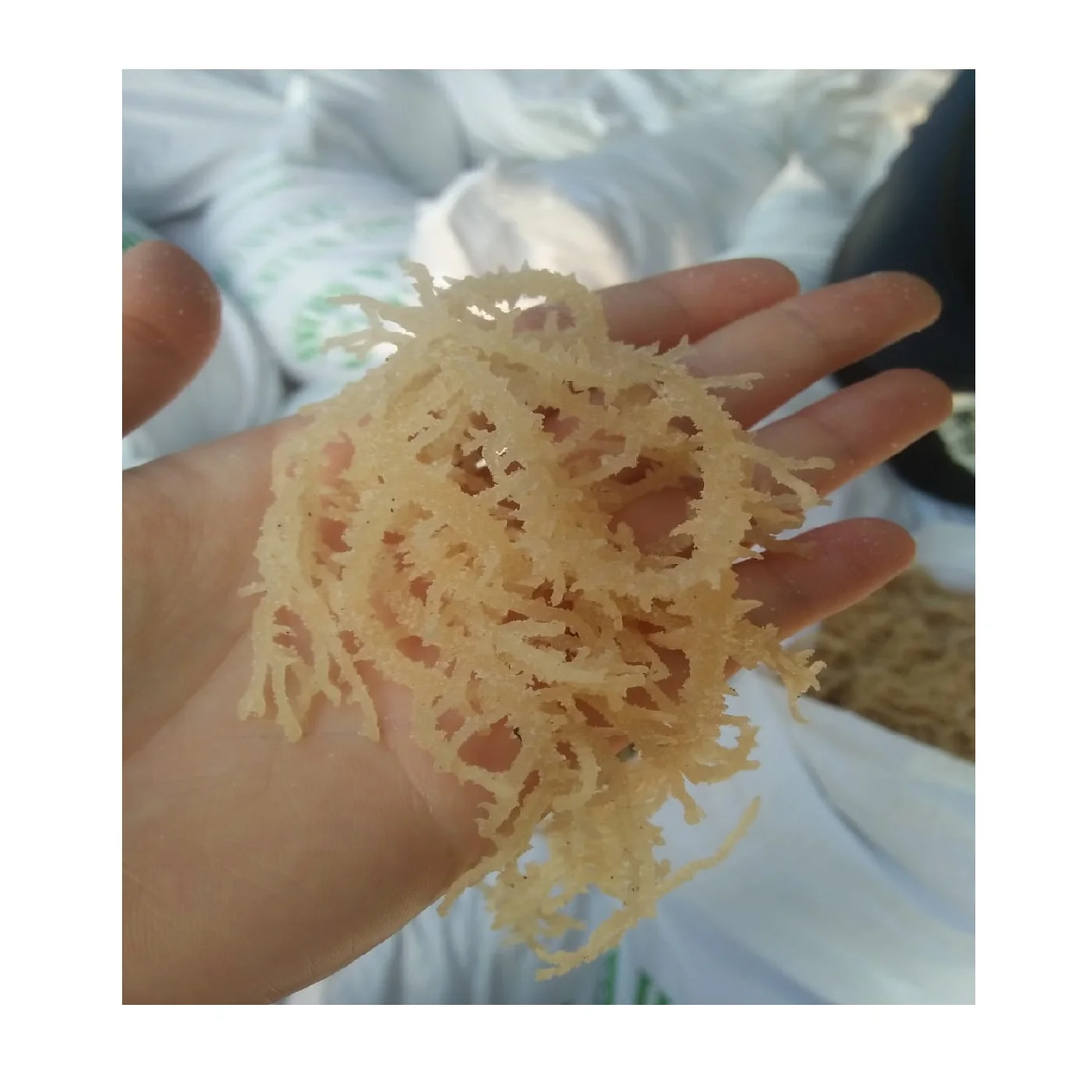 Полезная морская смесь/Eucheuma Cottonii для изготовления геля и десерта из