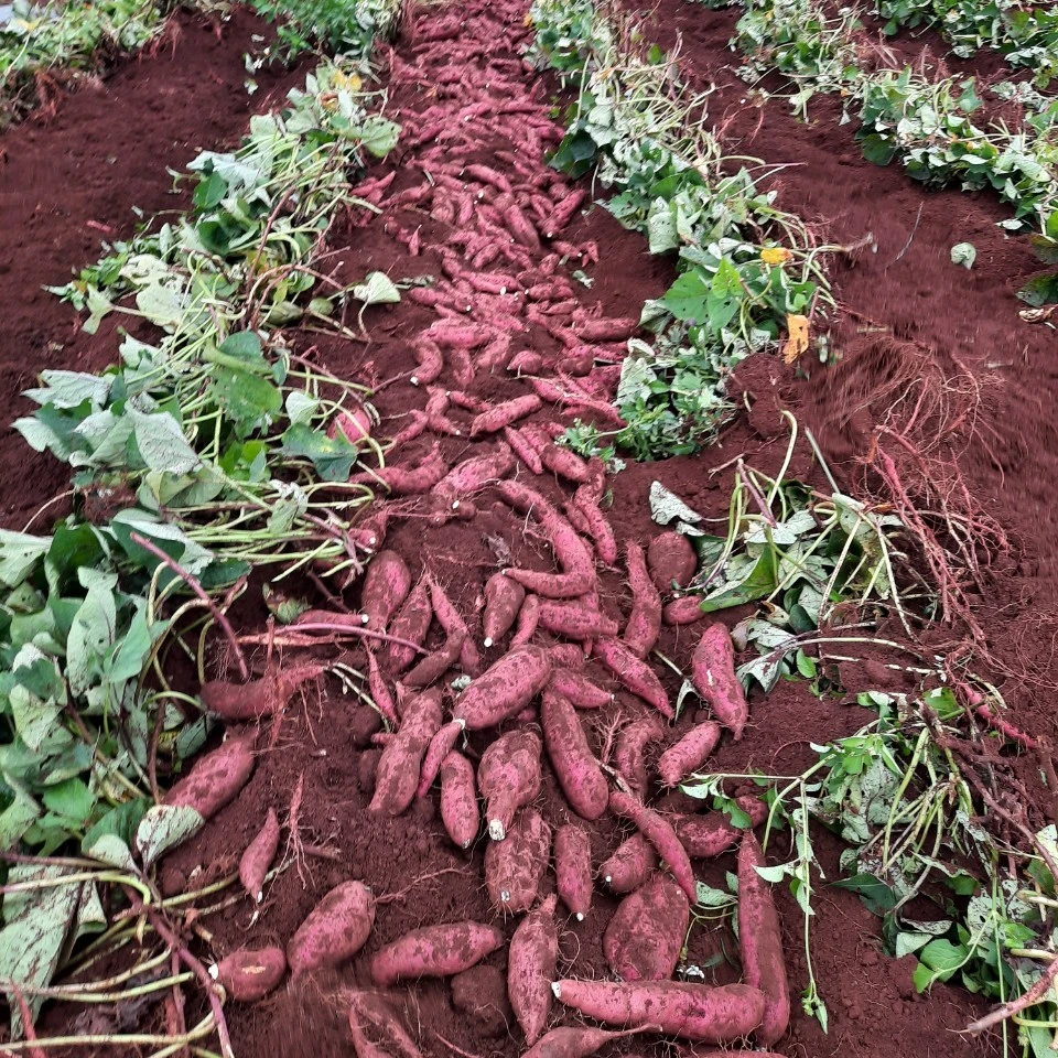 Japanese sweet potato Best Product Best Quality Best Price From Hathanh Company Cilembu Buyer Sweet Potatoes Wholesalers