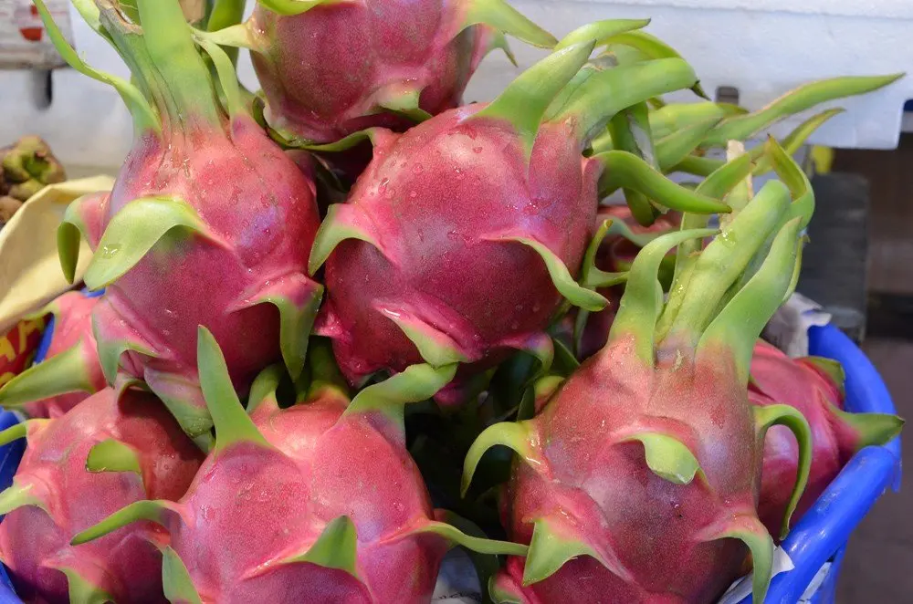 Премиум, высокое качество, чистое сельское хозяйство, глобальный зазор, привлекательная цена свежий белый дракон (Pitaya/Pitahaya) из Вьетнама