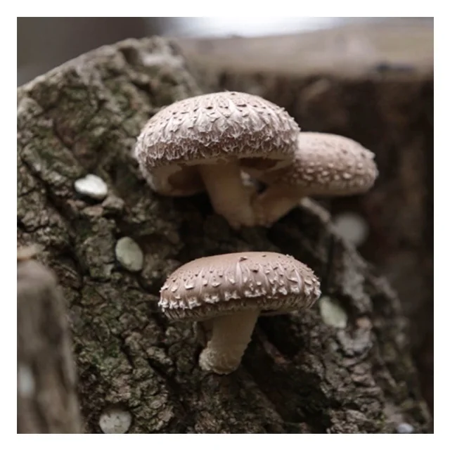 Уксус пермана 500 мл лучший корейский полезный фруктовый экстракт напиток сушеный и консервированный продукт уксуса