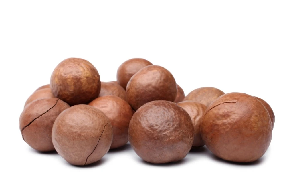 Высококачественные орехи макадамии в скорлупе по оптовым ценам HACCP ISO